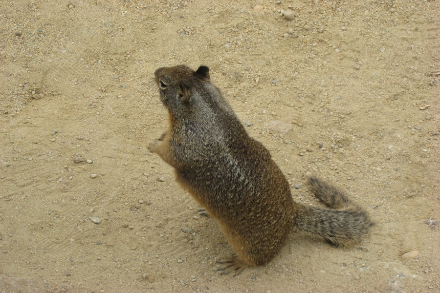 ../image/17 mile drive squirrel 1.jpg